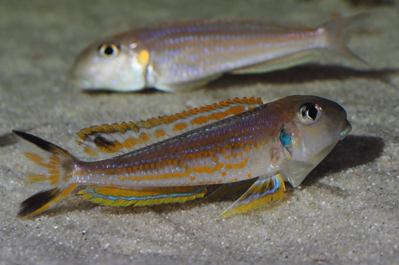 Xenotilapia ochrogenys 'Karilani Island'